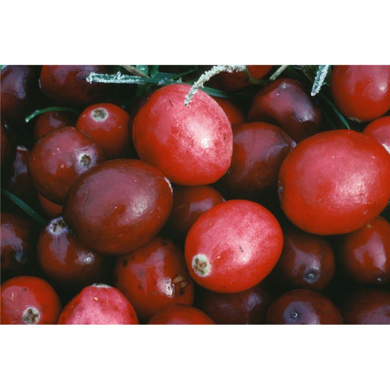 ARKOCAPS Cranberry Kaps VG 150 Stk