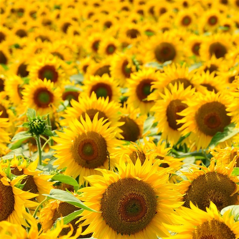 RAUSCH HAIRSPRAY Flexible Aerosol Ds 250 ml