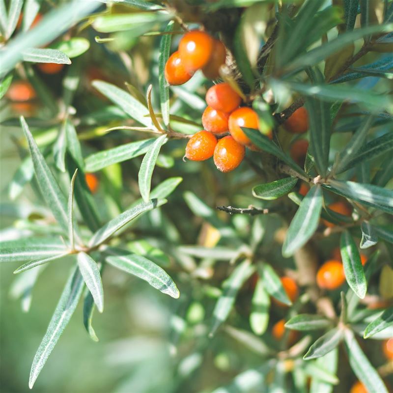 RAUSCH STYLING MOUSSE Strong Aerosol 150 ml